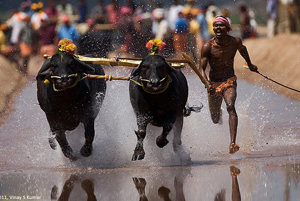 kambala